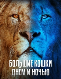 Постер «Большие кошки днем и ночью»